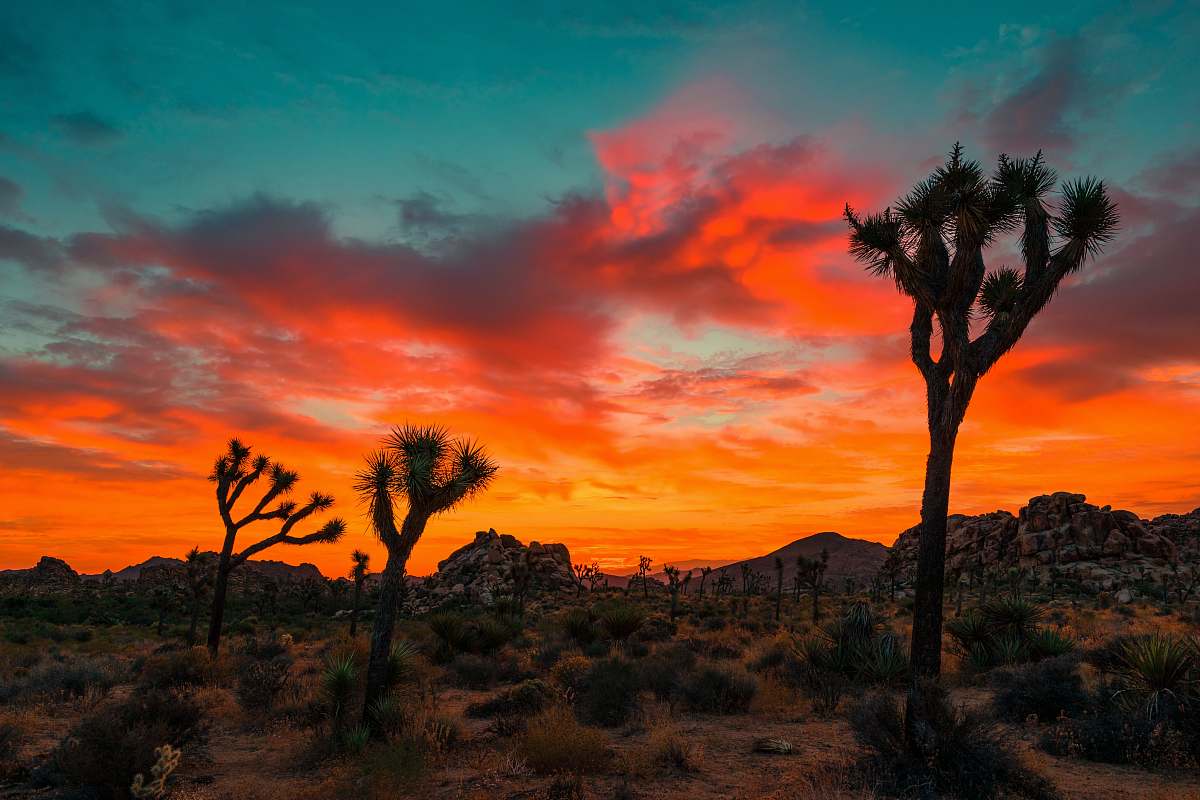 joshua tree silhouette of trees near body of water painting sunset